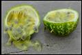 Perfumed Passionflower